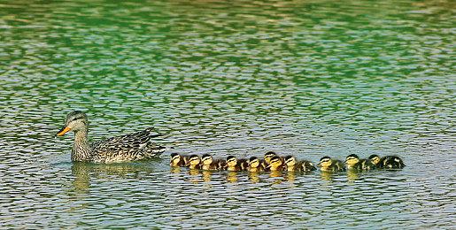 《吸血鬼王朝》：转生成为吸血鬼：手把手教你建造自己的城堡，试玩免费开放中